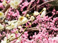 繁花似锦！海泊河公园春光“上线”