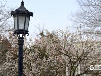 瞒不住了！青岛中山公园梅花迎来盛花期