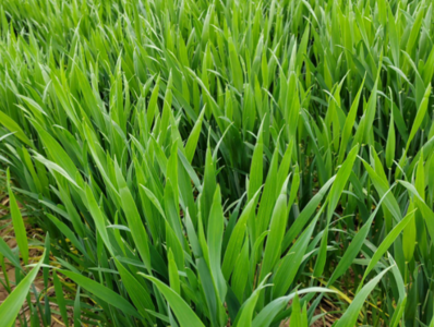 三个节点三次会议，这季小麦生产为啥要抓这么紧？