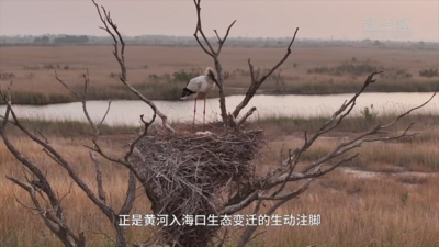 世界水日·黄河首尾对话｜黄河入海口：候鸟的选择