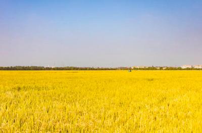 六个关键词读懂2026年山东省委一号文件