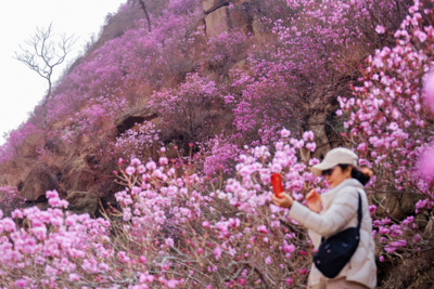 第二十一届青岛大珠山杜鹃花会期间，部分道路将临时性交通管制