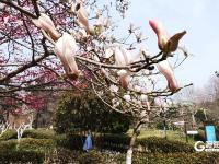 繁花似锦！海泊河公园春光“上线”