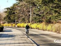 青岛街头：满城遍开迎春花