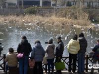 打卡点＋1！中山公园小西湖成海鸥“新乐园”