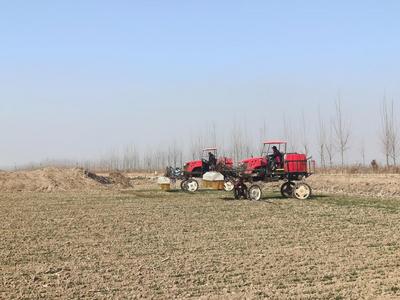 受去年秋汛影响，小麦晚播苗情偏弱，山东“农技壮苗”在行动，盐碱地里抢春光