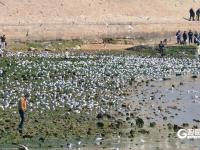 “顶”流奇观，青岛栈桥人均头顶海鸥