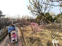 徜徉花海、泛舟湖上……城阳这处公园春光正好