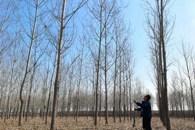 假如今后只栽无絮杨，山东几年可破飞絮困扰？