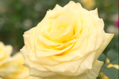 “文秀”月季，要回百坭村了！