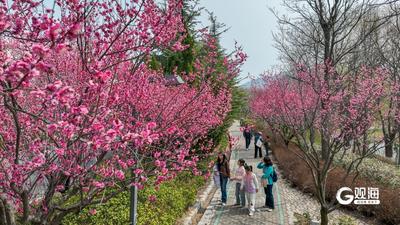 春暖花盛开，李村河春色醉人