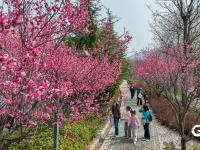 春暖花盛开 李村河春色醉人