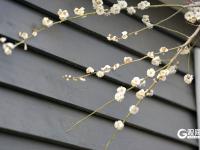 瞒不住了！青岛中山公园梅花迎来盛花期