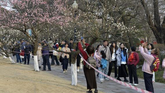 瞒不住了！青岛中山公园梅花迎来盛花期