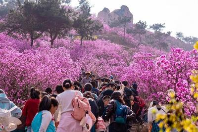 大珠山杜鹃花会开幕！青岛公路全力保障市民踏青赏花出行