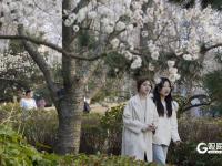 瞒不住了！青岛中山公园梅花迎来盛花期