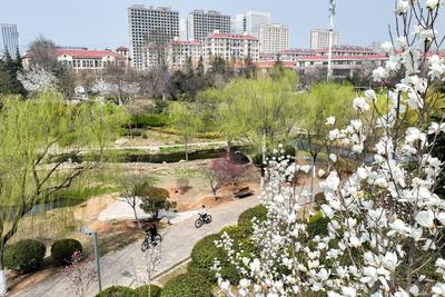青岛今天晴转多云，夜间短时阴有分散性阵雨，市区最高气温19℃，最低气温10℃
