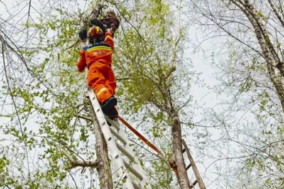 挖野菜，咋就“挖”上了热搜？
