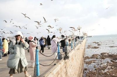 为什么要去青岛看海鸥？在这里，海鸥已经不拿自己当“外人”了