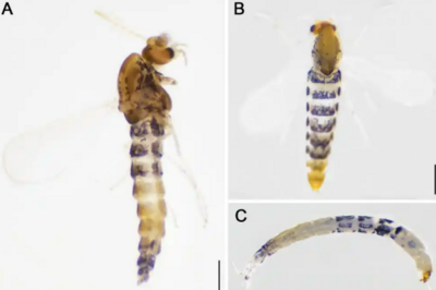 我国科研人员发现99个昆虫新物种，为青藏高原生物多样性再添新证