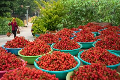 3大特色微度假片区、15处网红打卡点……5月份，北宅邀你一起“吃樱桃”
