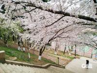 错过等一年！百年学府遇上樱花季