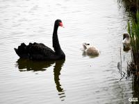 帐篷连营风筝竞天，清明踏青热度不减