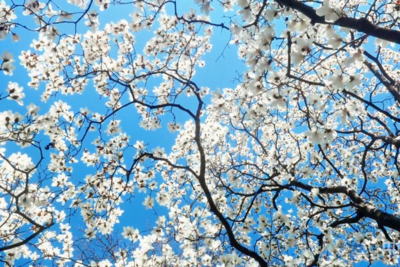 春日里的中国丨春风织锦绣，繁花满新城