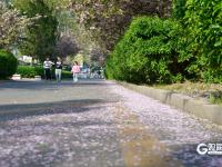 春日有约，这所百年老校双樱盛放