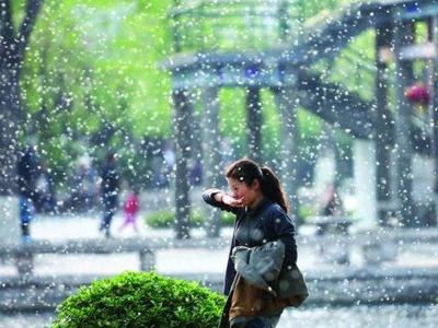 杨柳絮在多地进入始飞期，专家支招科学应对