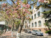 春日有约，这所百年老校双樱盛放