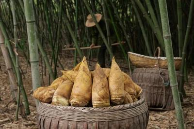 男子偷挖竹笋鼻腔被戳穿，起诉景区！法院这样判