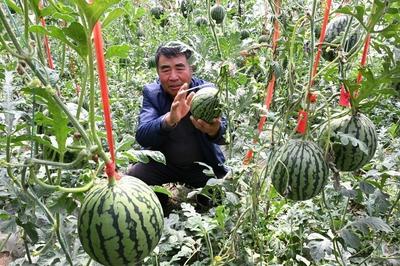 果蔬流行“迷你版”，青岛本地产“小西瓜”上市