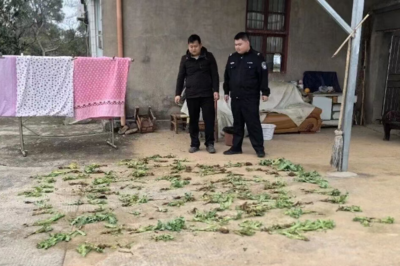 128株罂粟混种菜地，只为一口“美味”......