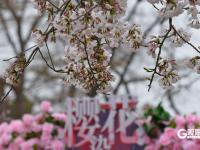 赏樱正当时！中山公园樱花已挂满枝头