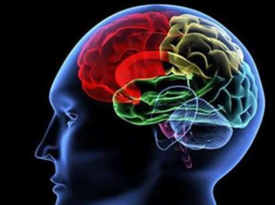 我国科学家找到了大脑皮层的起源