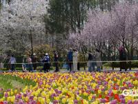 青岛中山公园：“郁”你有约