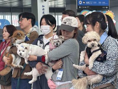 打造宠物友好旅游新标杆！山东首个规模化韩国携宠入境旅游团抵青