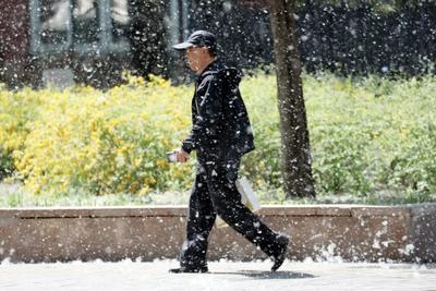 鼻痒、眼红、喷嚏不断，为啥不能把杨柳树都砍了？