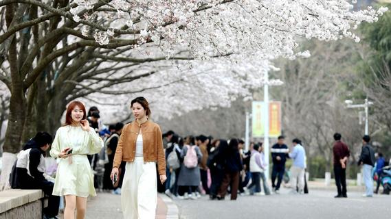 又是一年樱花季，快来海大赏樱啦！