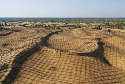 10万头黑猪让沙漠变绿洲？当地林草局：没听说用猪治沙