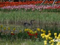 青岛中山公园：“郁”你有约