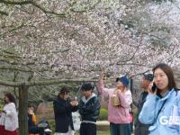 赏樱正当时！中山公园樱花已挂满枝头