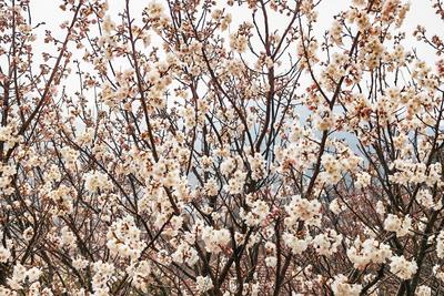 观海图解丨青岛花粉过敏者春季防护要点