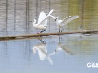 鱼翔浅底水鸟纷飞，张村河尽显生态之美