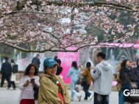 赏樱正当时！中山公园樱花已挂满枝头