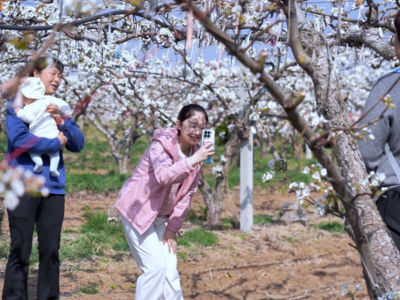 莱西：三万亩梨花竞相绽放