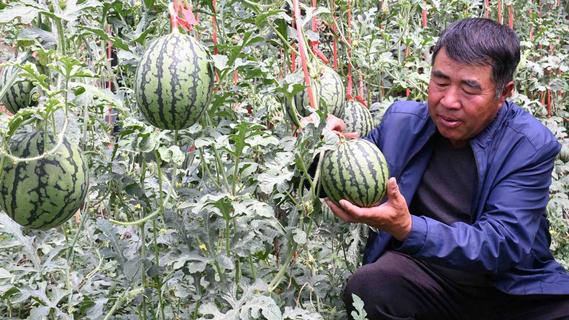 西瓜“吊”着长，甜蜜又高产！青岛本地产小西瓜上市