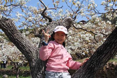 邀您共赴梨雪之约！第三届崂山“花朝节”启幕