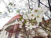 错过等一年！百年学府遇上樱花季